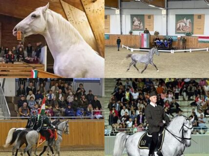 13188Lipicai Lovasbemutató (Espectáculo de Caballos Lipizzanos)