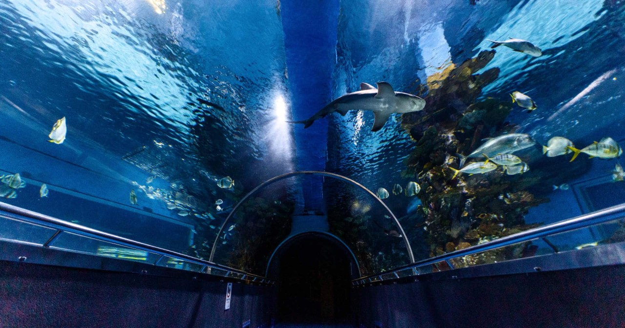 Jueves de Alimentación de Tiburones en el Tropicarium de Budapest