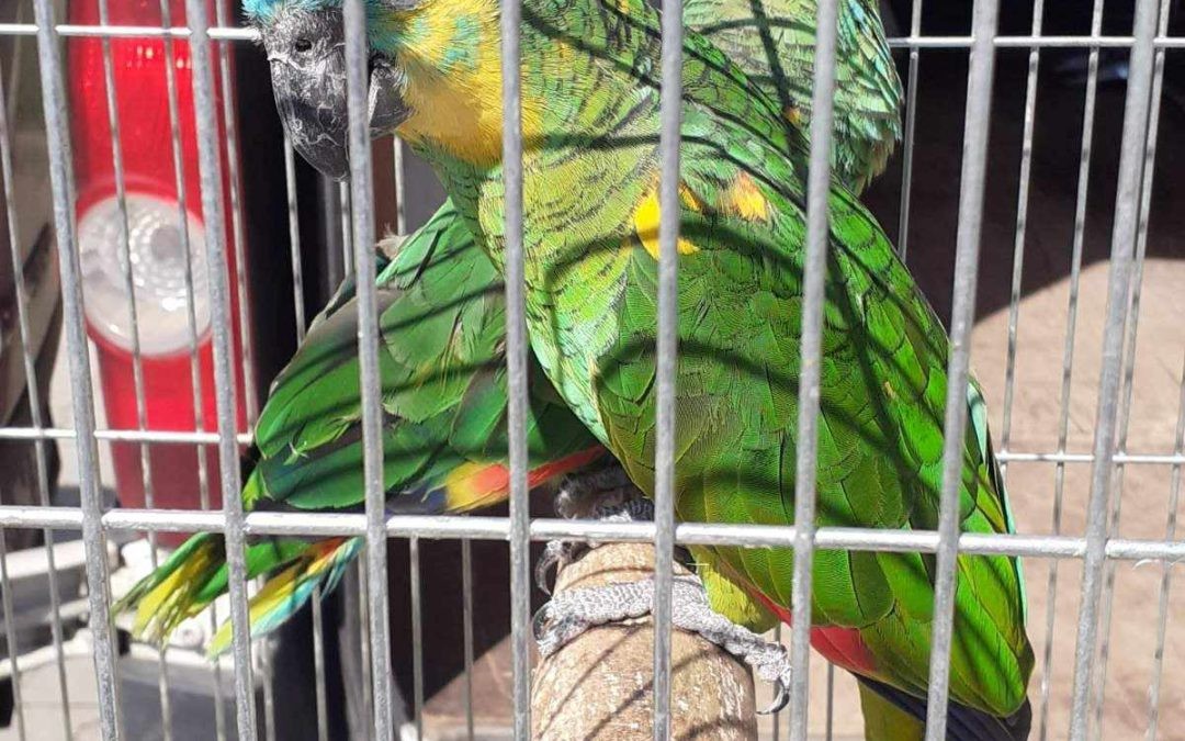 Kecskemét Pet Market Returns With Color And Charm